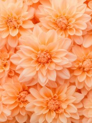 Close-up view of vibrant peach dahlia flowers in full bloom, showcasing their intricate petal patterns and natural beauty.