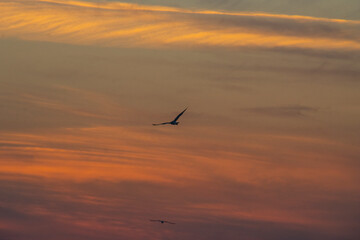 By the lake, sunset, dusk, seagulls, fish eating birds, eagles, waterfowl, catching fish, fishing, winter, scenery, background, burning clouds
