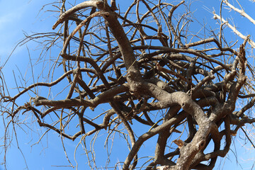 Trees, branches, twisted branches, vines, ancient forests, plants, magic trees, mages, wizards, plants