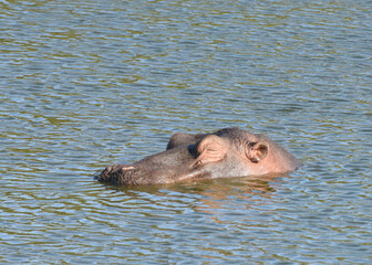 Fototapeta premium The Watching Hippo
