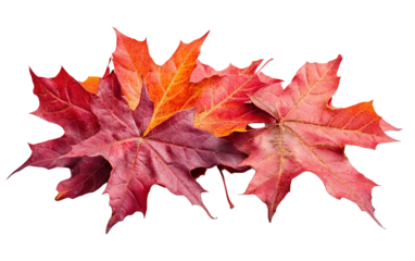 Red sugar maple leaf on transparent or white background,png