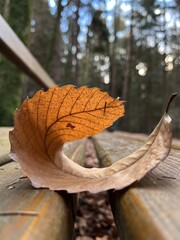 an autumn leaf on a park bench