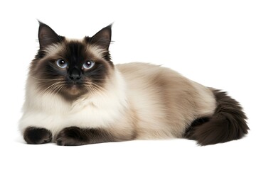 Stunning Cat with Blue Eyes, Fluffy Fur,  Relaxed Pose, White Background, Adorable Pet