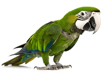 Green Macaw Parrot: Feathered Beauty, Vivid Colors, Avian Majesty, Exotic Bird, Natural Habitat