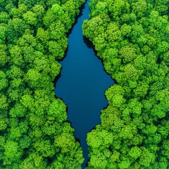 Aerial view of river in lush green forest