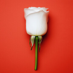 White rose on vibrant red background, creating striking contrast