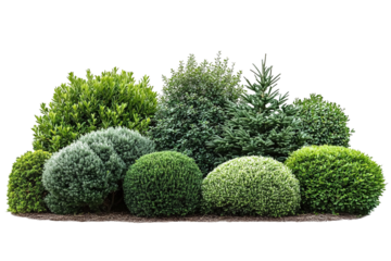 A collection of well-groomed ornamental shrubs and topiaries, including boxwood, Japanese holly, and dwarf Alberta spruce, arranged in a landscaped arrangement isolated on a transparent background. hi