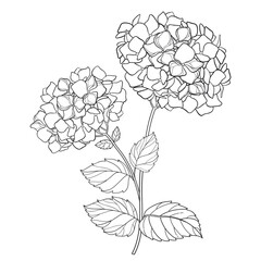 Branch with outline Hydrangea or Hortensia flowers and leaves in black isolated on white background.