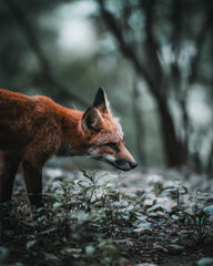 red fox in the woods