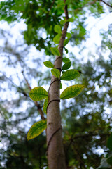 Low-Angle View of Tree Trunk With Climbing Vine Leaves Under Overcast Sky