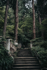 Obraz premium stairway to the forest