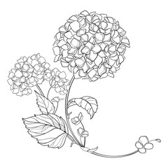Corner bouquet with outline Hydrangea or Hortensia flowers and leaves in black isolated on white background.