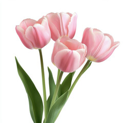 Fototapeta premium Beautiful pink tulips with green leaves, isolated on white background, evoke sense of freshness and elegance. Perfect for floral arrangements or spring themes