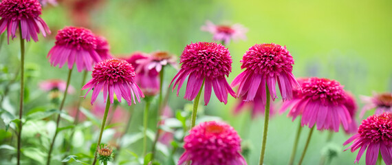 jeżówki ( Echinacea purpurea ) w ogrodzie	