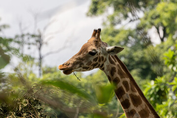 Close up Giraffe Portrait feeding on leaves in Taiping Zoo