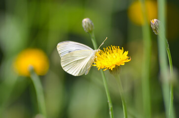 butterfly on flower