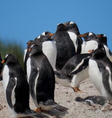 Obraz premium Gentoo penguin colony at Yorke Bay 4 miles north east from capital city Stanley at Falkland Island