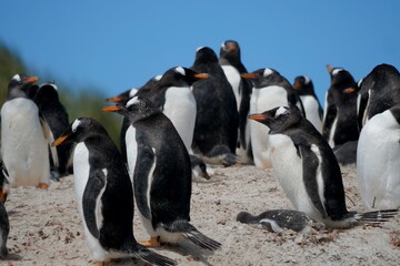 Gentoo penguin colony at Yorke Bay 4 miles north east from capital city Stanley at Falkland Island