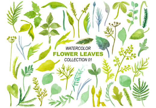Watercolor painted collection of flower leaves. Hand drawn design elements isolated on white background.