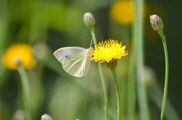 butterfly on flower
