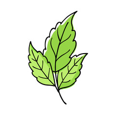 leaf icon vector icon, leaf icon vector illustration - simple illustration of leaf icon, perfect for logos and iconsleaf icon 