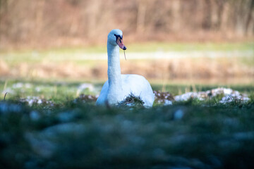 Beobachtender Schwan 