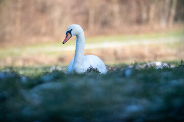Schwan im Winter