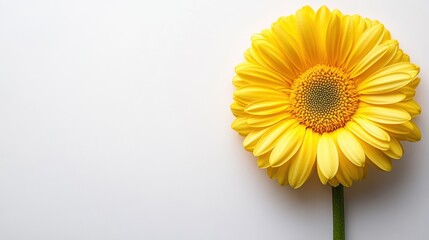 Obraz premium Bright Yellow Flower on Soft Background with Natural Light Effect