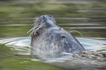 Fototapeta premium Seehund schaut aus dem Wasser