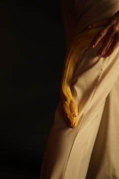 a yellow snake, a python crawls on a woman's leg
