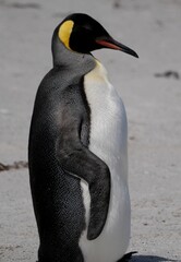 Gentoo penguin colony at Yorke Bay 4 miles north east from capital city Stanley at Falkland Island