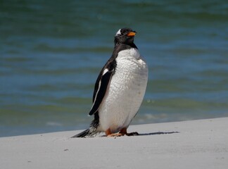Naklejka premium Gentoo penguin colony at Yorke Bay 4 miles north east from capital city Stanley at Falkland Island