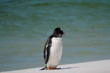 Obraz premium Gentoo penguin colony at Yorke Bay 4 miles north east from capital city Stanley at Falkland Island
