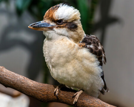 Laughing Kookaburra bird perched on a branch