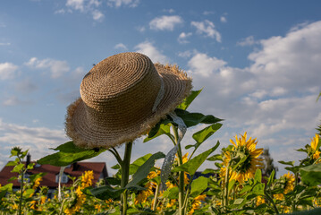 straw hat in the field of sunflowers		