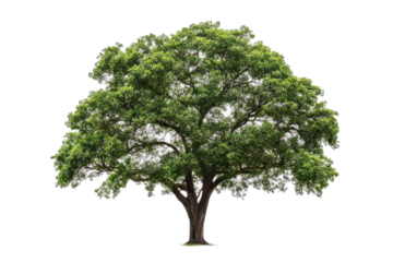 Walnut Tree with Rich Green Leaves