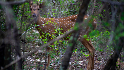 Deer in sri lanka, yala national park