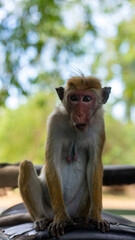 Monkey in Yala National park, Sri Lnka