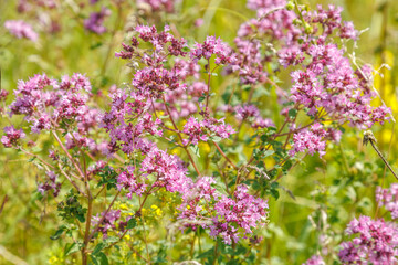 Wild marjoram flowers Origanum vulgare blooming in a summer meadow.