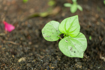 Young Green Plant Emerging from Soil