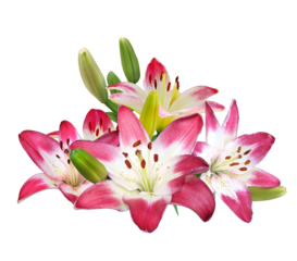 lily is white with red tips of petals on a transparent background