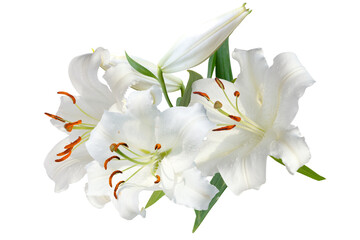  white lily bouquet isolated on transparent, close-up, macro,png