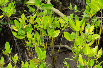 Vibrant Green Mangrove Plants in Wetland