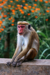 Portrait of a cute monkey on a background of flowers