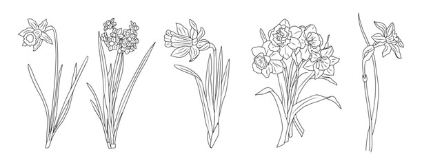 Set of Daffodil March birth month flower line art vector illustrations. Modern minimalist hand drawn design for logo, tattoo, packaging, card, wall art, poster. Isolated on white background.