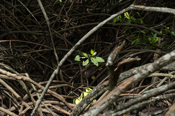 Resilient Plant in Mangrove Roots