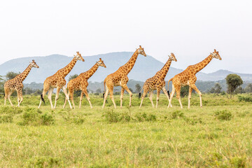 Giraffes in the Savannah
