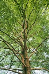 Fototapeta premium trees in the forest