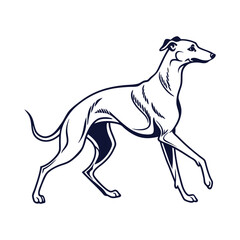  Whippet silhouette on white background 