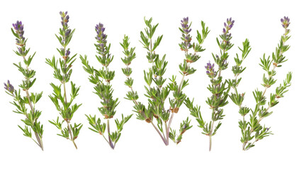 Lavender transparent background